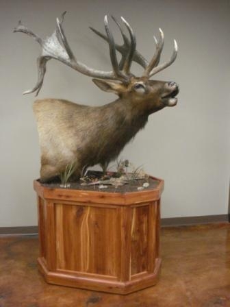 taxidermy joey murphey